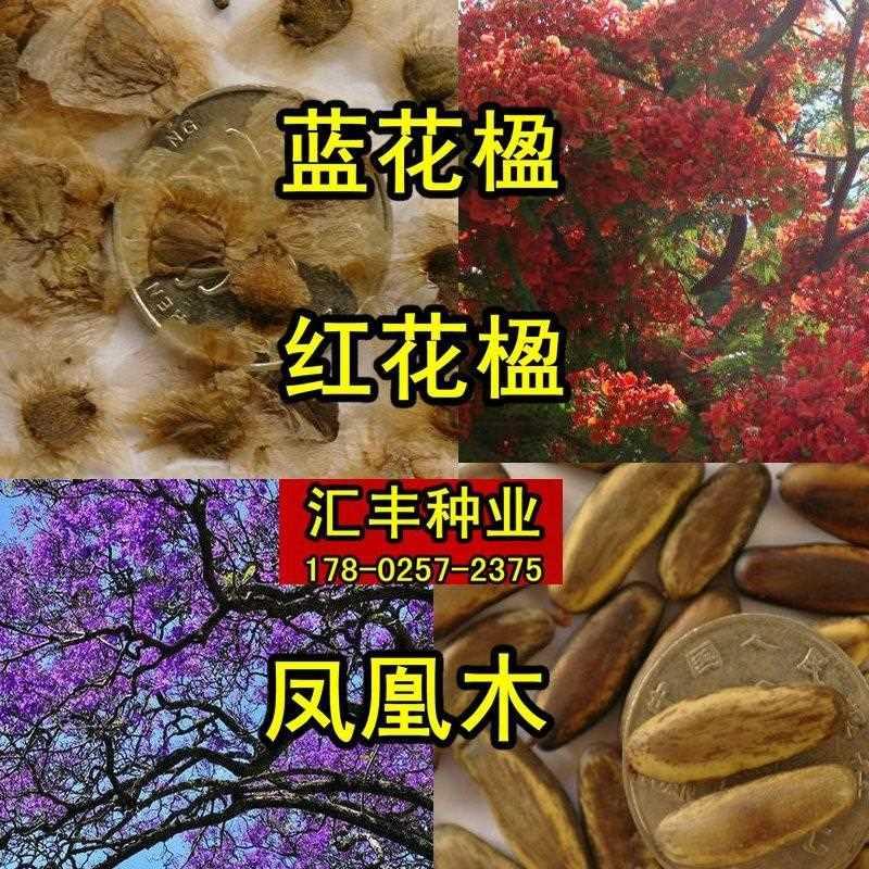 金丝楠木种子小叶紫黄花梨凤凰木树种楹檀白檀桢蓝花菩提红花楠楹