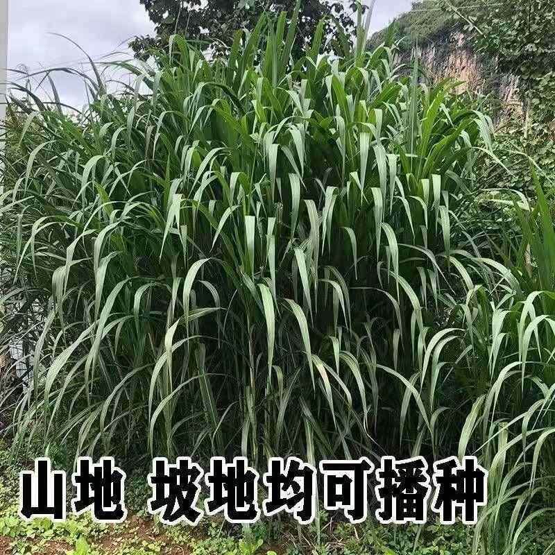 大力士甜高粱牧草种子四季常青多年生喂养牛羊猪鱼高产耐旱玉米草