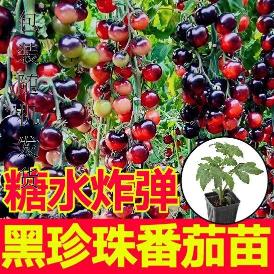 糖弹炸黑水珍珠番茄苗秧带土球高产营养西红柿圣女果种子四季盆栽
