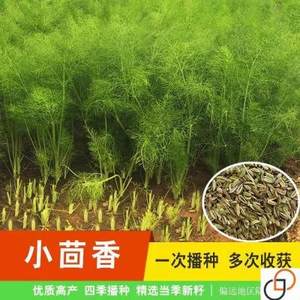 宗小正茴香种子易种回香籽阳台蔬菜种子茴香菜种籽四季南方菜籽种