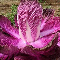 大白色紫菜种子籽非转基因含多种维生素花青素农家四季播蔬菜种孑