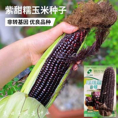 糯甜糯8珍珠紫号国审黑玉米种子非转基因粘苞谷种籽农家田园蔬菜