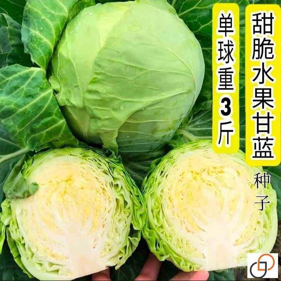 四季播种水果甘蓝种子莲花白种籽卷心菜包菜甘蓝种籽耐热耐高温 电子元器件市场 连接器 原图主图