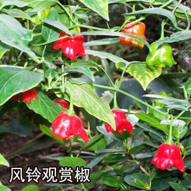铃椒风种籽小辣椒种子灯笼椒观赏椒菜种籽四季播阳台盆栽蔬菜种孑