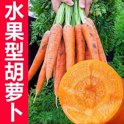 士七五寸富寸胡萝卜种子春秋脆甜紫红黄手指胡萝卜蔬菜种籽盆栽
