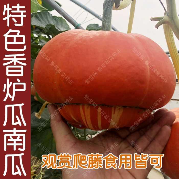 香炉夏秋春瓜四种子季播瓜果南瓜蔬菜籽盆栽阳台庭院爬藤遮阴孑