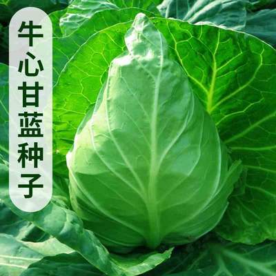 牛心甘蓝种子春丰甘青菜种孑种籽蔬菜菜园卷心菜大牛角兰农家包菜