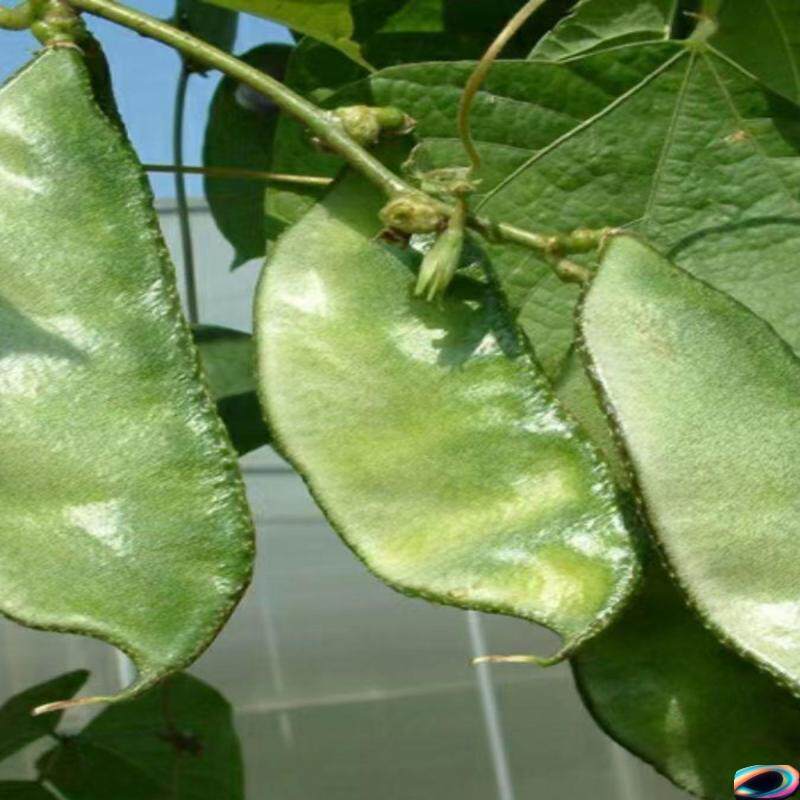 种子绿眉豆梅豆种籽孑扁豆角种子种籽早熟四季豆扁豆芸豆蔬菜架豆