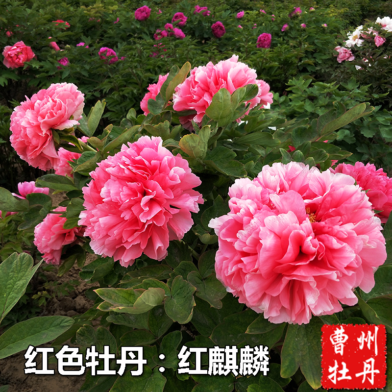 红色牡丹菏泽牡丹花苗正宗洛阳牡f丹室内花卉盆栽大苗