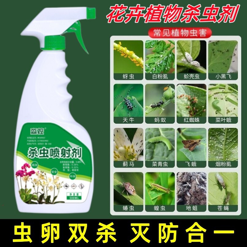 长寿花盆里有小虫玫瑰花起治腻虫的药花长虫子药植物生虫子杀虫剂