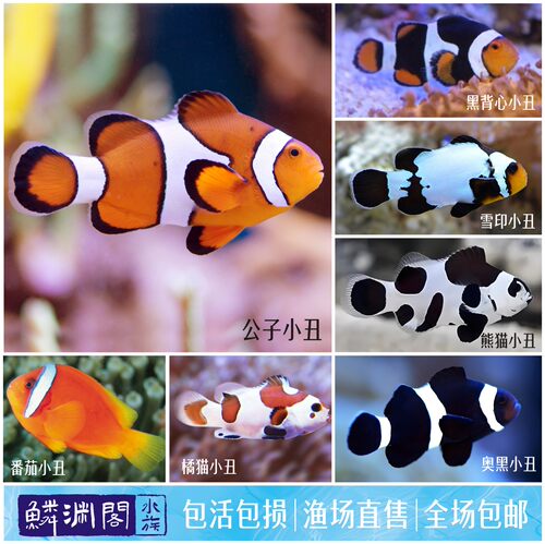 鳞渊阁小丑鱼海水美丽好养人工
