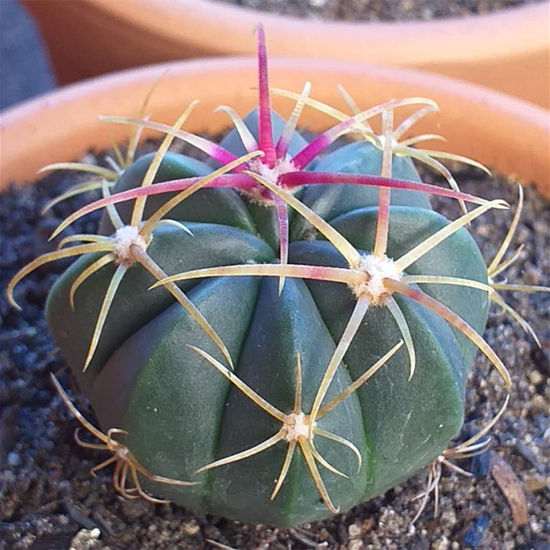 实生赤城仙人球趣味红刺硬刺开花仙人掌多肉植物桌面防辐射小盆栽
