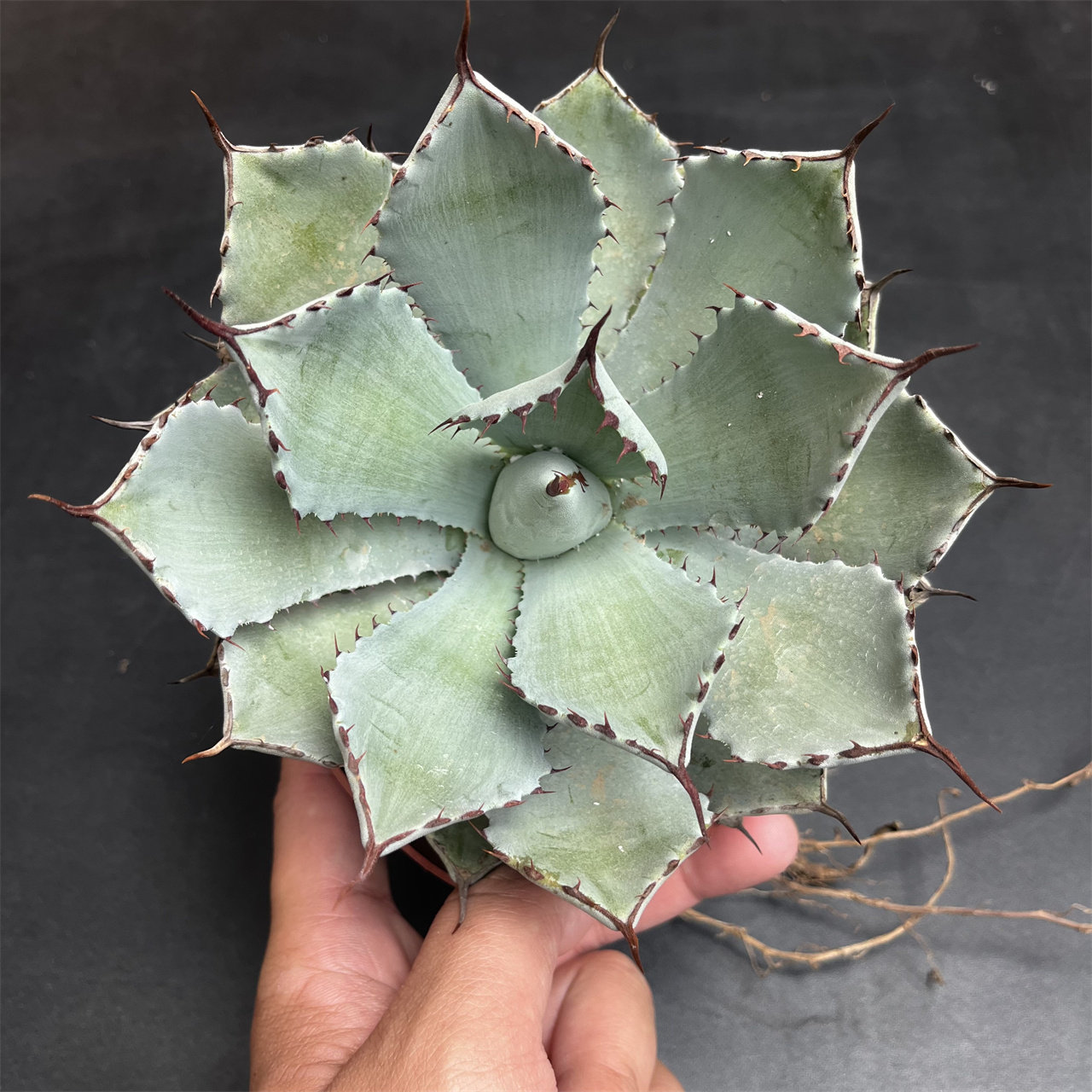 吉祥冠龙舌兰普米拉姬龙舌兰多年生肉质植物大型造景多肉植物盆栽