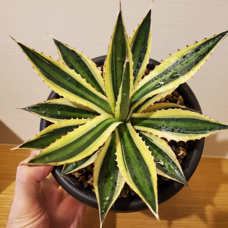 五色万代锦龙舌兰科桌面绿植花卉盆栽稀有品种多肉植物美观趣味