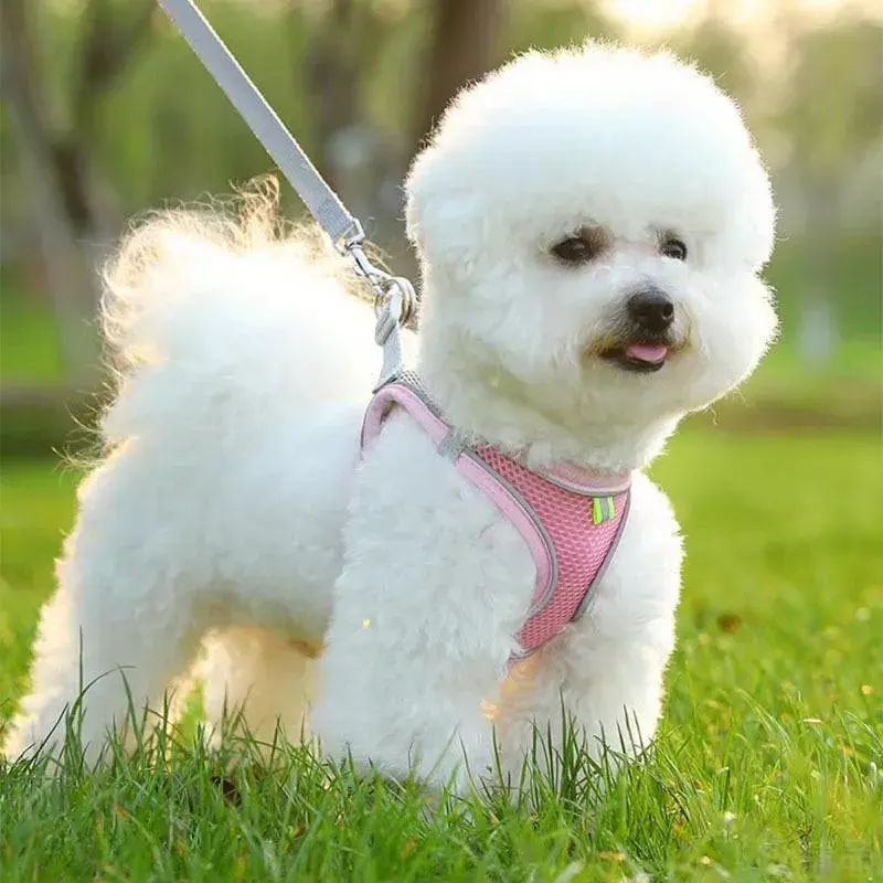 小体犬幼犬专用牵引绳超小体