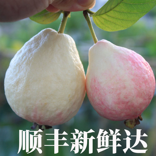 广东本地胭脂红番石榴3斤礼盒应季水果新奇红心白肉软糯香甜芭乐