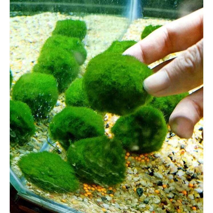 绿藻球造景海藻球活体阴性水草新手养虾植物鱼缸水族生态瓶装饰物