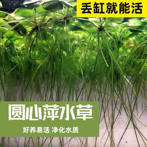 浮萍水草鱼缸植物真草造景净化水质的鱼草生态缸真无土无泥圆心萍