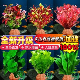 水草植物鱼缸真草造景增氧装 饰阴性净化水质水培火山石生态全套