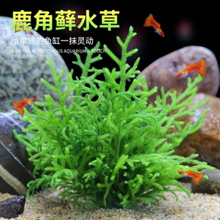 水草鹿角榕水草鱼缸造景懒人水草淡水植物九冠中后景有茎水草绿菊