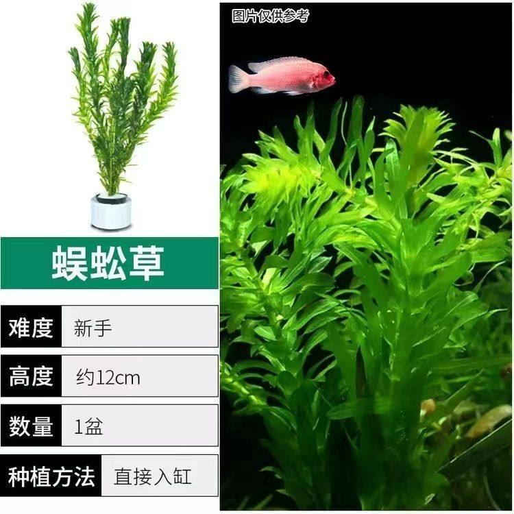 蜈蚣草水草鱼缸造景好养耐活增氧水草