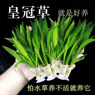 鱼缸水草植物真草水培蜈蚣装 饰阴性净化水质火山石小生态造景全套