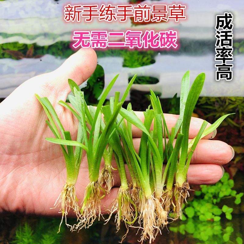 鱼缸造景水草淡水新手入门易活前景迷你水兰小水兰龙舌兰小皇冠