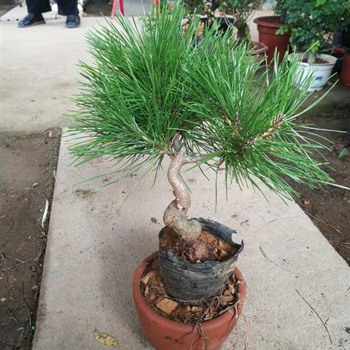 黑松盆景实物树桩矮霸造型 五针松盆景 微型小黑松盆景耐寒植物