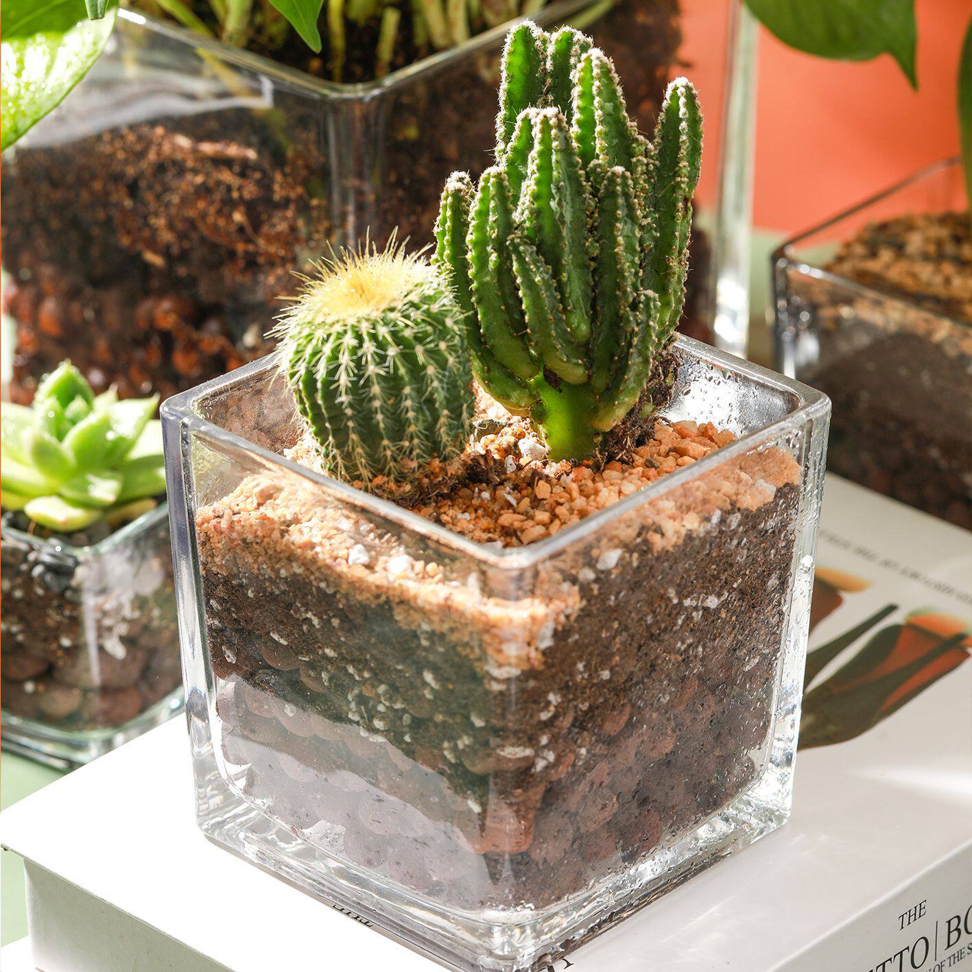 简约水培花盆正方形玻璃花瓶透明绿萝水养植物器皿乌龟缸摆件插花