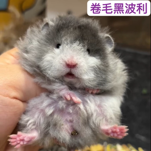 家养宠物活体金丝熊仓鼠卷直毛黑波蜜波黄波温顺萌宠火波肉桂波利