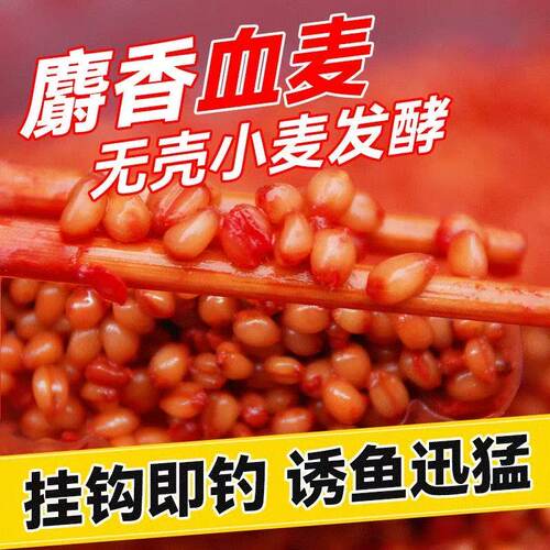 钓鱼红血麦子麦粒麝香钓鱼血麦钓饵颗粒鲫鱼饵料鲤鱼野钓草鱼挂钩