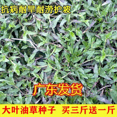 草坪种子大叶油地毯巴西抗
