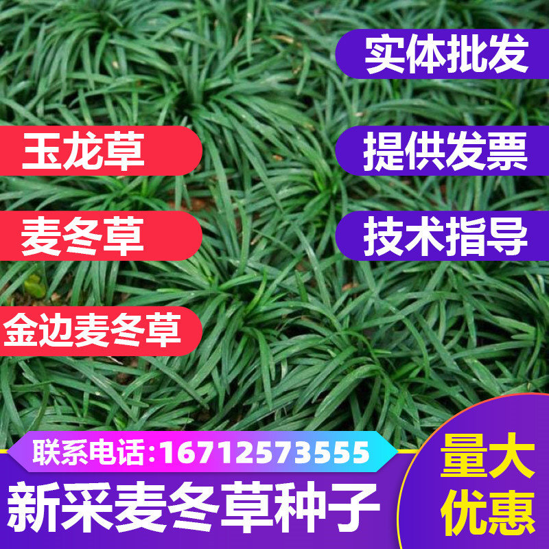 新麦冬草种子耐寒金边麦冬草籽日本矮麦冬草种籽四季青玉龙草种籽图片