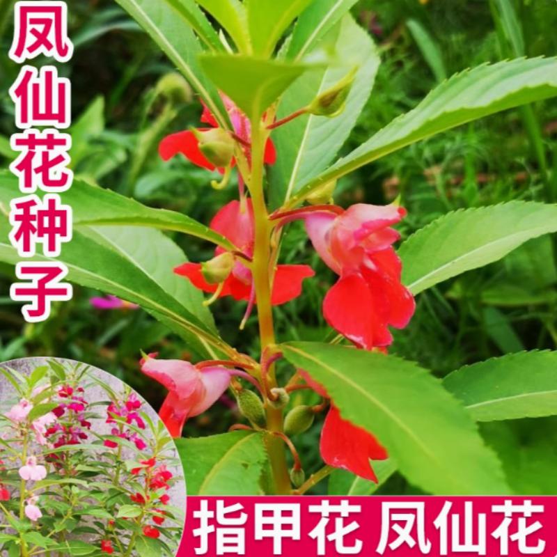茶花凤仙花种子混色单瓣重瓣庭院室内阳台盆栽花种籽子指甲花
