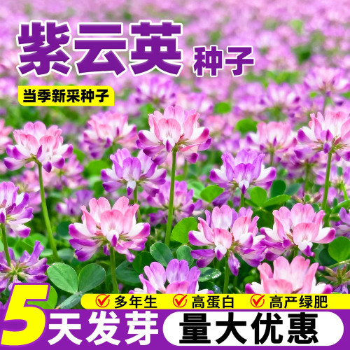 紫云英种子绿肥种籽红花草高产