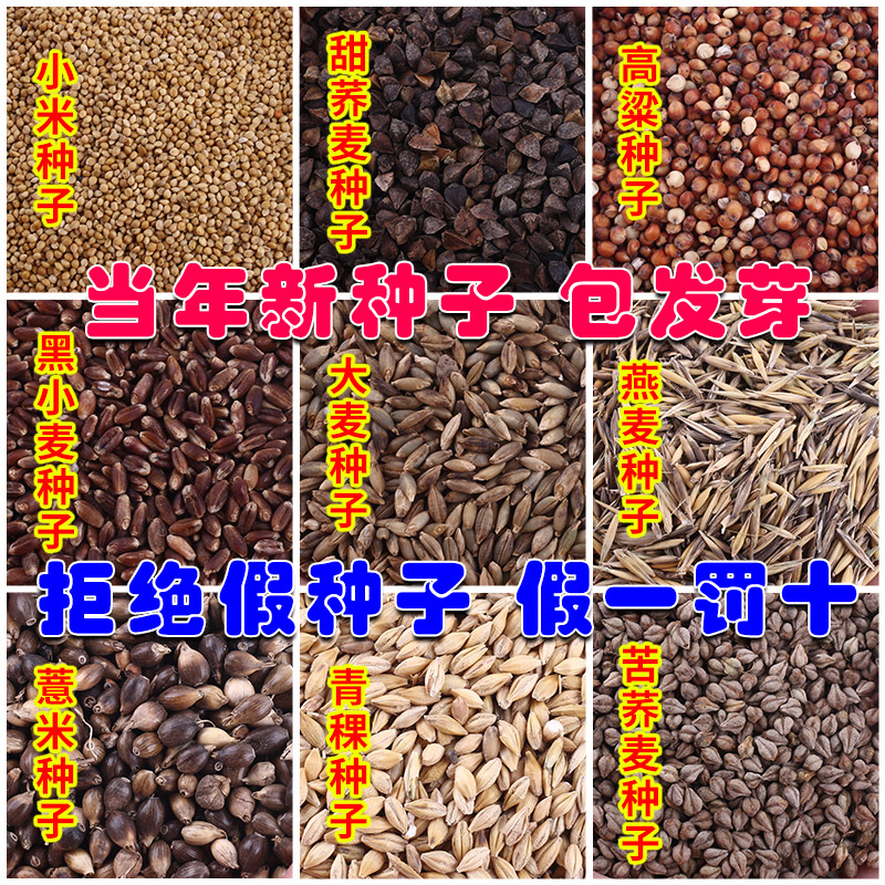 散装甜荞麦苦种子红高粱大
