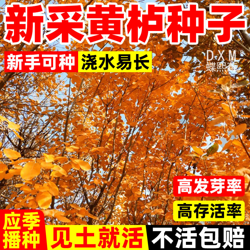 黄栌种子四季植易活多年生