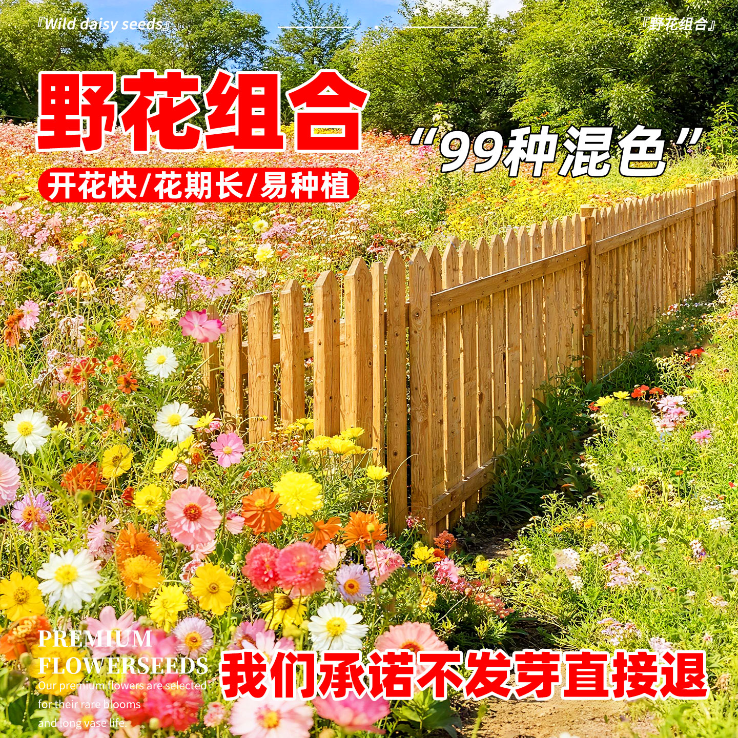 野花组合花籽百日草矮生波斯菊种