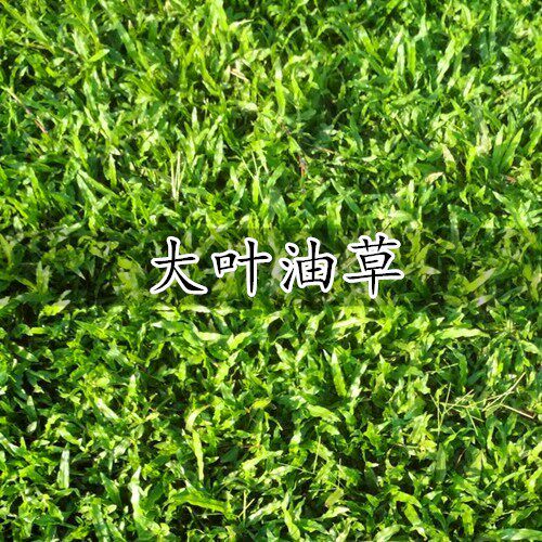 大叶油草坪种子庭院别墅
