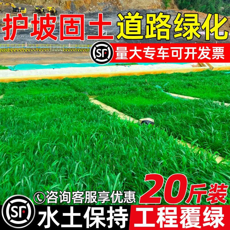 草坪草籽护坡固土道路绿化水土