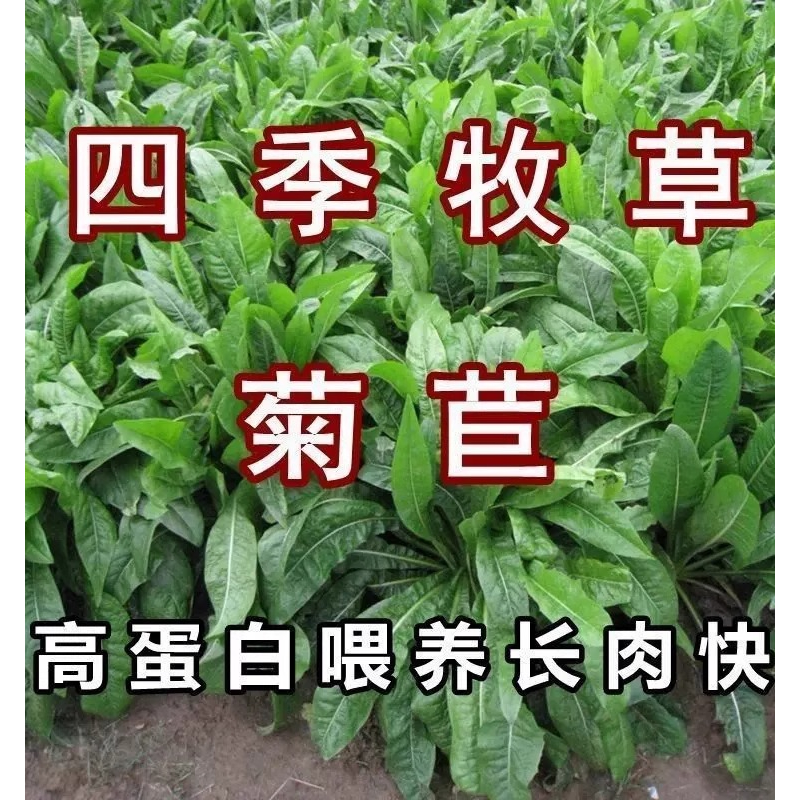 菊苣种籽大叶多年生喂猪菜种子牛羊鱼鸡鸭鹅爱吃的牧草种子兔子草