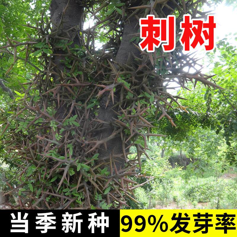 刺树种子围园簕籽勒篱笆