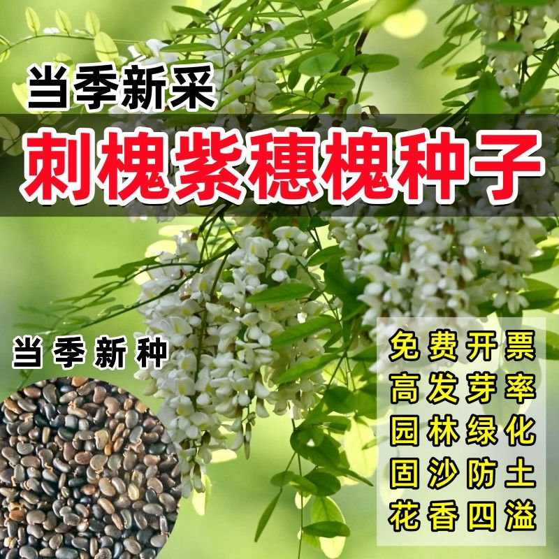 新采刺槐种子 白刺槐树种子 洋槐 紫穗槐种子蜜蜂采蜜槐灌木护坡