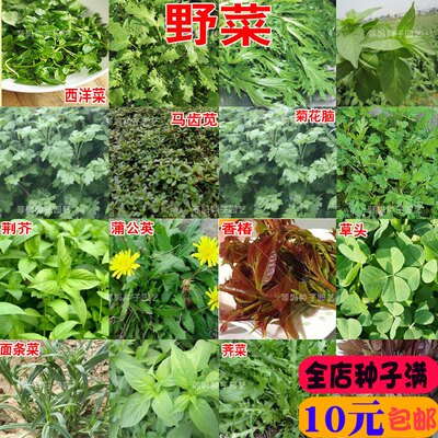 野生荠菜菜种种子香椿草头种籽