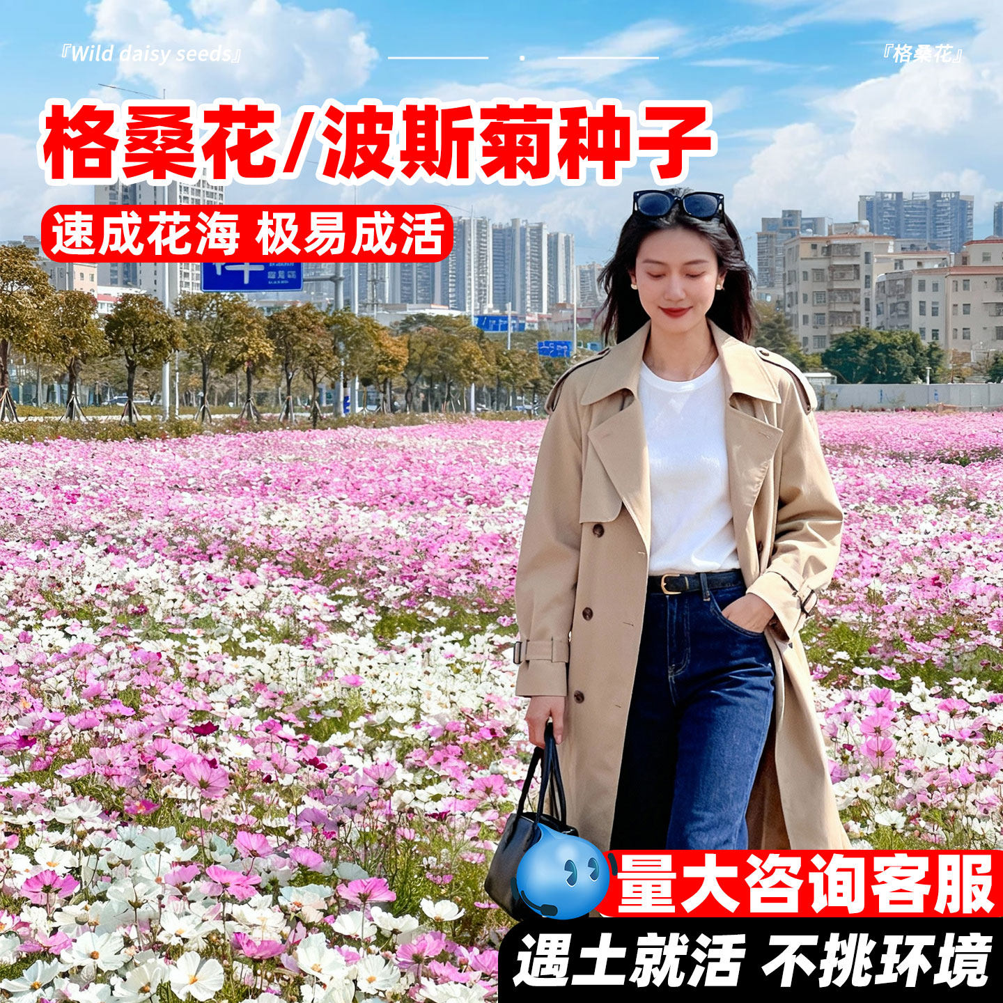 波斯菊种子格桑花种七彩四季播种