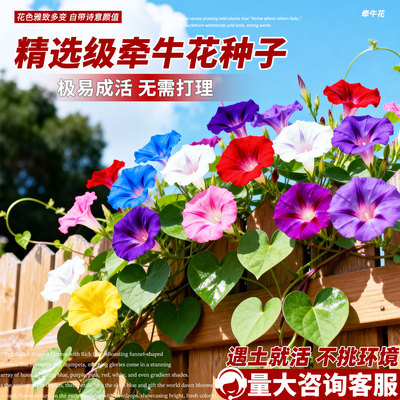 混色牵牛花种子喇叭花室外爬藤爬墙花卉开花爆满盆栽易种易活种籽