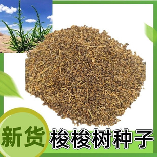 林灌木梭梭树种子抗树木培育籽先锋优质沙漠种子的旱好固沙肉苁蓉