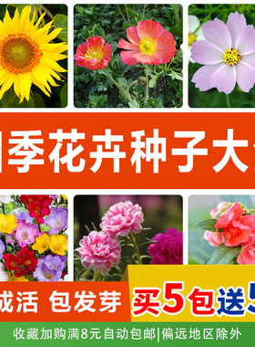室内外四季开花种易活各种花种子盆栽花卉春夏秋冬花种爆盆花籽