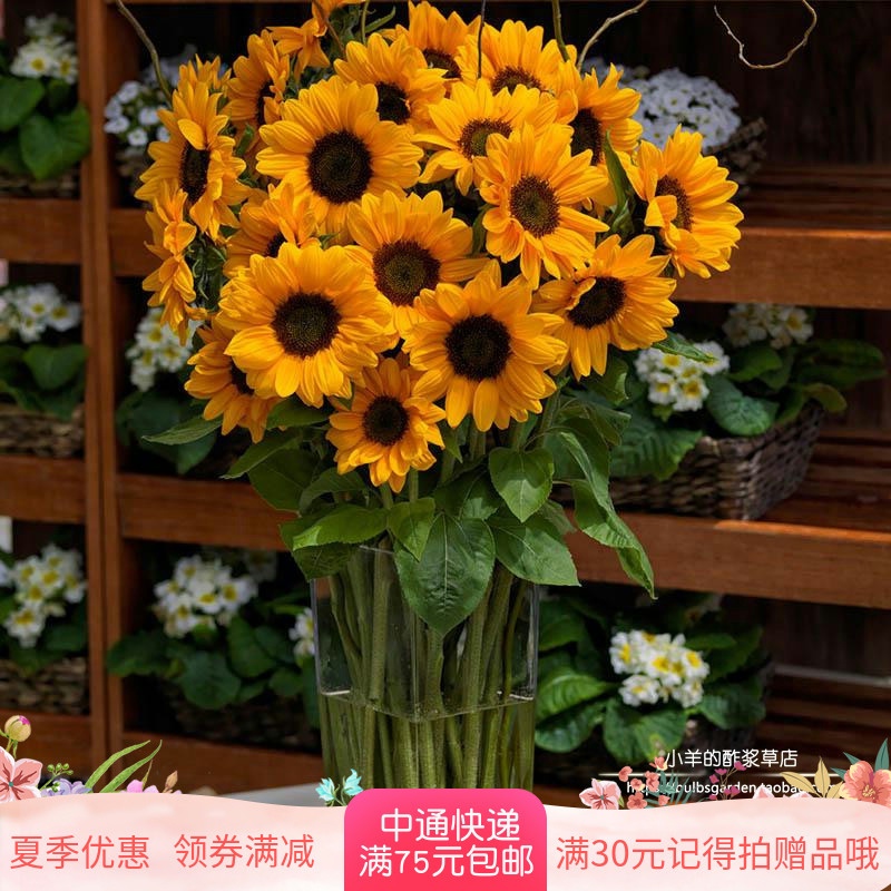 种子一年生夏季耐热向日葵