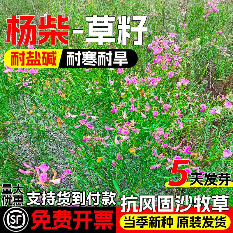 杨柴种子羊柴籽防风固沙牧草沙漠